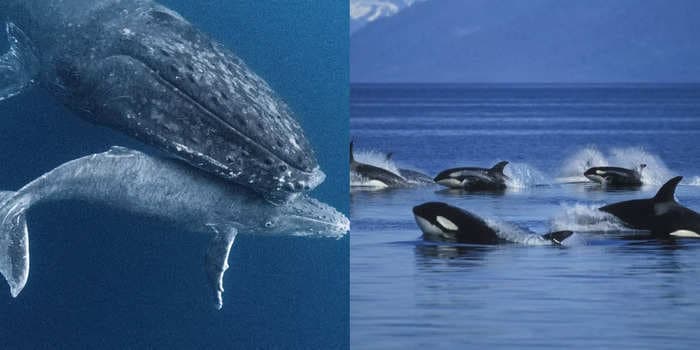 Stunning video appeared to show 2 humpback whales trying to save a seal from a pod of orcas, but the seal may have been trying to hide behind the gentle giants