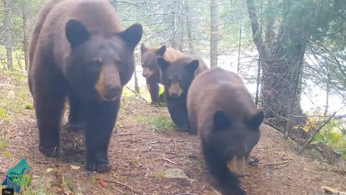 The same family of bears won't stop wrecking trail cameras — and have been caught in the act 5 times on video