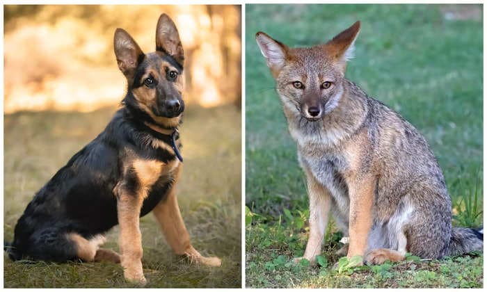 The first known hybrid between a dog and a fox was discovered in Brazil after being hit by a car