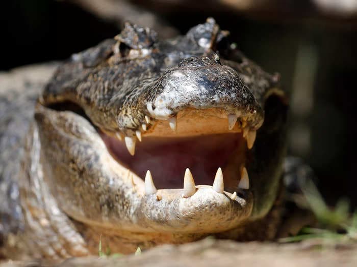 Alligators keep invading a typically alligator-free Pennsylvania town. Two are still on the loose as fall approaches.