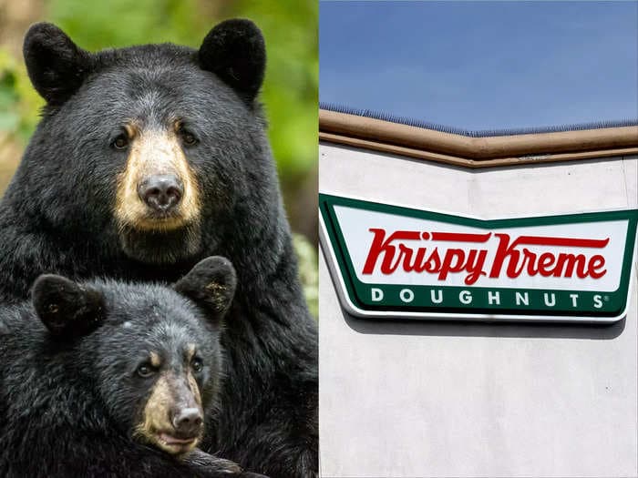 A family of bears broke into a Krispy Kreme truck in Alaska and ate 20 packages of doughnut holes