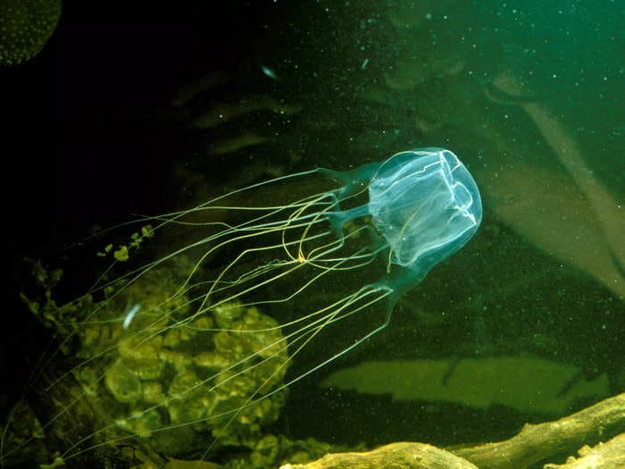 A species of jellyfish carrying one of the most deadly venoms in the world is capable of learning despite not having a brain, new research shows