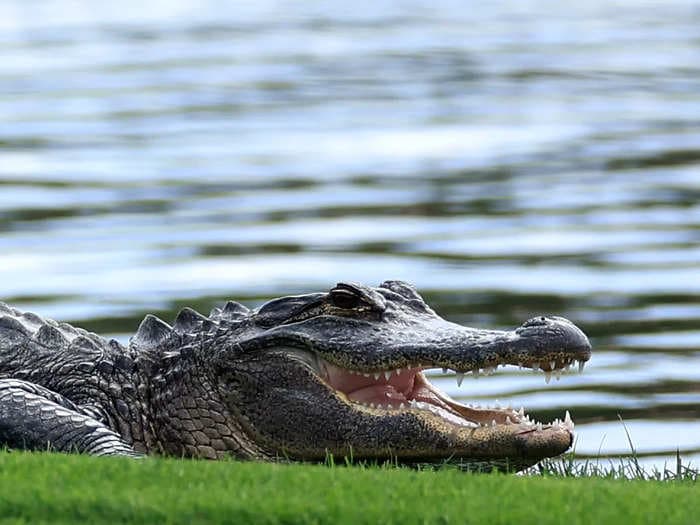 A dead Florida woman found in the jaws of a giant alligator had been arrested for trespassing onto nearby wetland, say court documents