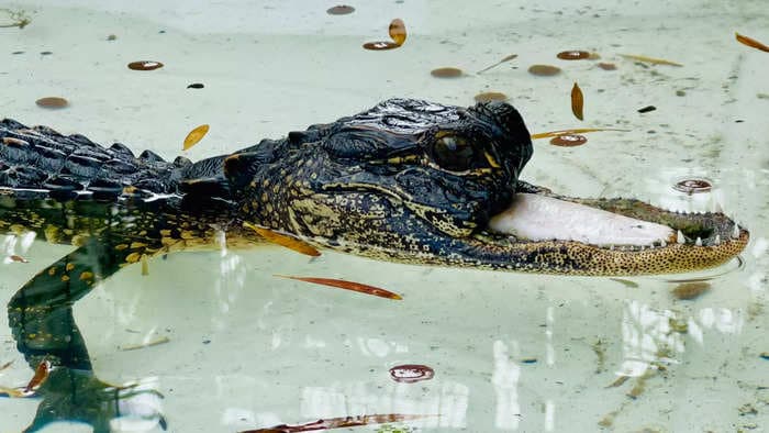 A jawless alligator was rescued in Florida, and the injury is more common than you might think, wildlife park director says
