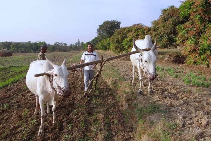 Seeds availability for rabi season 20.70% higher than requirement: Agri Min