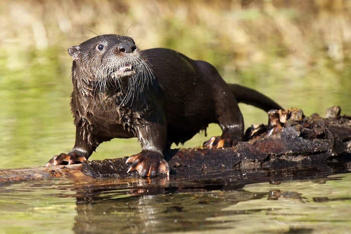 A man in Florida was bitten 41 times by a rabid otter in a rare, frenzied attack