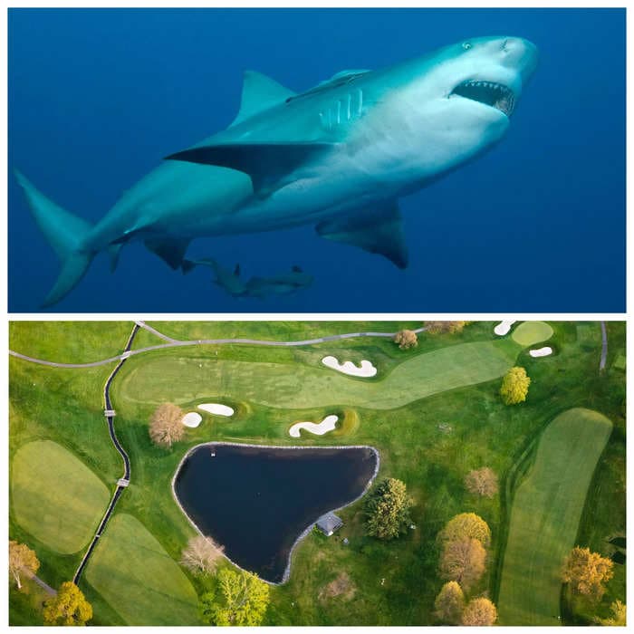 A group of bull sharks lived in a golf-course pond for 17 years. Scientists say they could be in other ponds in Australia.