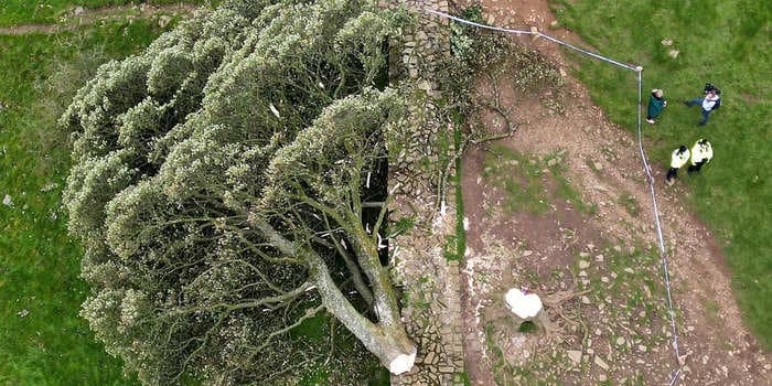 A teenager was arrested over the chopping down of a beloved 300-year-old tree along Hadrian's Wall