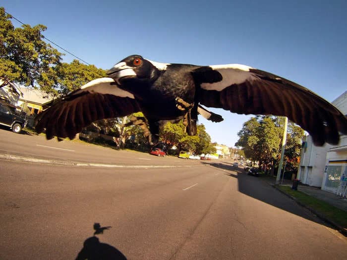 Australia is being plagued by vicious and vindictive swooping magpies, and people say they are terrified