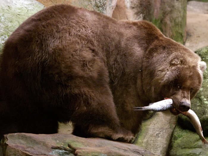 Government shutdown 2023 update: Fat Bear Week in Alaska could be canceled