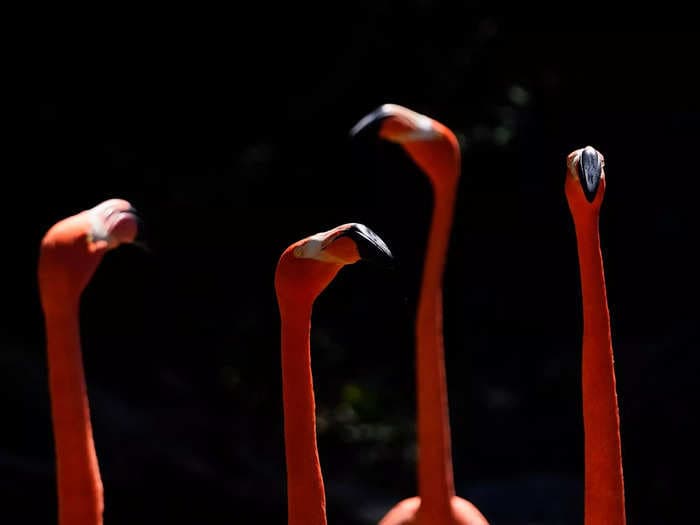 A 'pink wave' of Flamingos are arriving in states across the US where they don't belong, reaching as far north as Wisconsin
