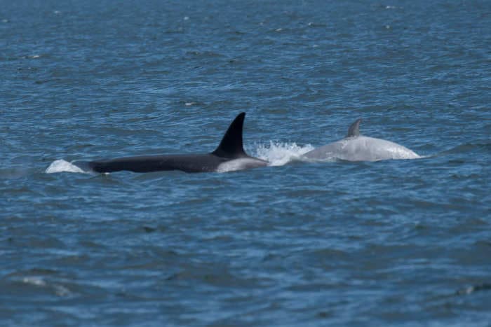 Whale watchers spotted a 'super rare' white orca in California