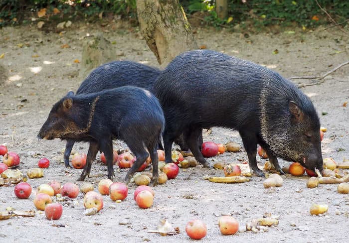 Herds of wild javelinas keep ripping apart an Arizona golf course despite its best efforts to stop them