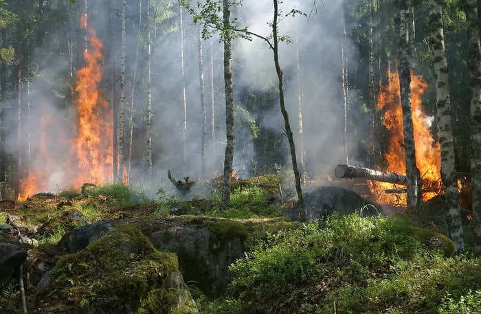 India to host meeting of UN Forum to deliberate on forest fires and forest certification