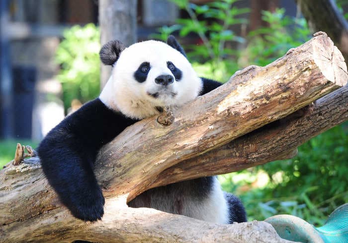 Some of the last giant pandas in the US are leaving next month. But the National Zoo is betting $1.7 million the bears will be back.