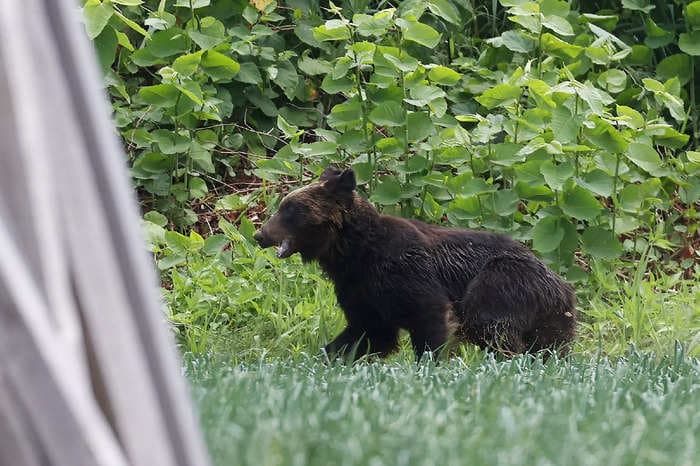 Japanese officials are putting bounties on all bears after an extreme surge in deadly attacks