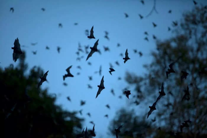 Airbnb guests sue over their 'house of horror' rental, saying it was full of bats that attacked them in bed
