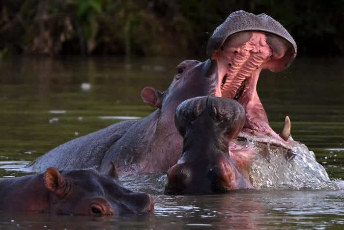 Colombia plans to sterilize, deport, and kill Pablo Escobar's feral hippos that are running rampant