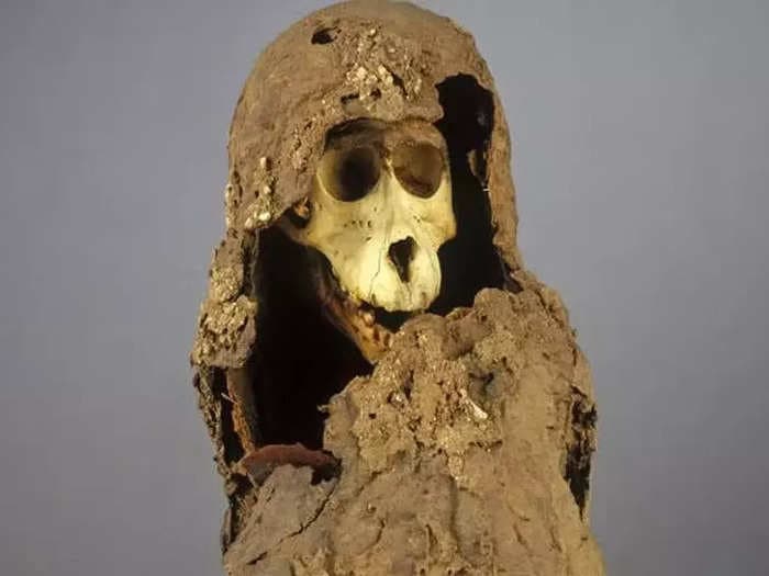 Mummified baboons found in Egypt have puzzled scientists for 118 years. Now we finally might know how they got there and why.