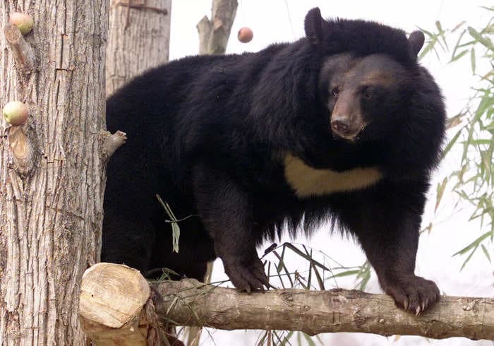 A bear whose habitat at a Ukraine zoo was struck by Russian shelling miraculously survived and will soon be rehomed to the UK