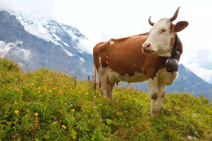 Transplants in a small Swiss village complained clanging cowbells kept them up all night. Locals sided with the cows.