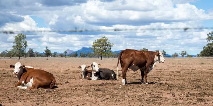 Beef prices hit record high as southwestern US recovers from worst dry spell in 1,200 years