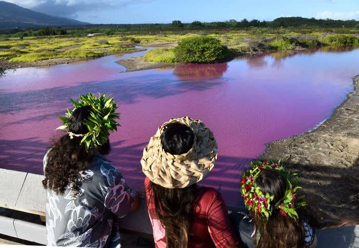 Tourists are flocking to a strange bubblegum-pink pond in Hawaii