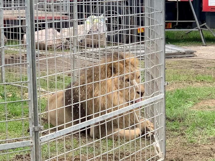 A lion prowled the streets of an Italian village for more than five hours after escaping from a circus