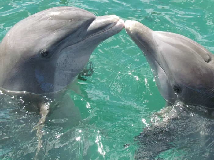 Long-term pollutants are making their way to baby dolphins via their mother's milk!