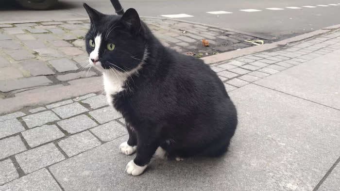 A fat street cat who became the top-rated tourist attraction in a Polish city has a new home — and slimmed down figure