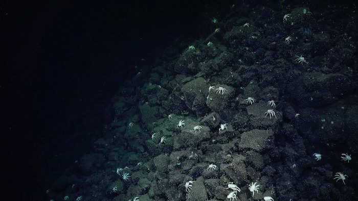 Scientists discovered a field of deep-sea hot springs after following a trail of crabs like breadcrumbs on the ocean floor
