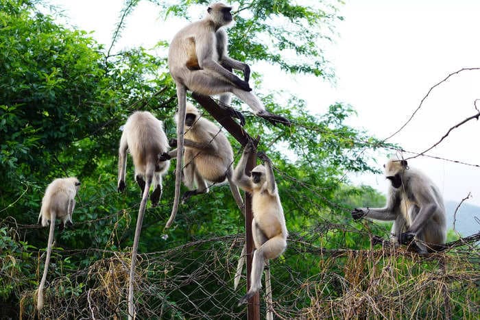 10-year-old boy playing with friends dies after monkeys attack him and rip out his intestines in India