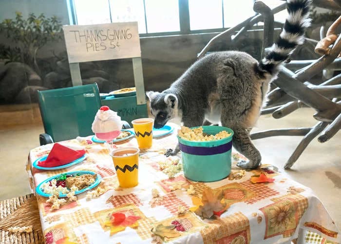 See the Charlie Brown-themed Thanksgiving feast that a zoo in Chicago is giving its lemurs