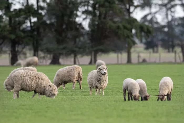 Australia has so many sheep that some farmers are culling their flocks or giving them away
