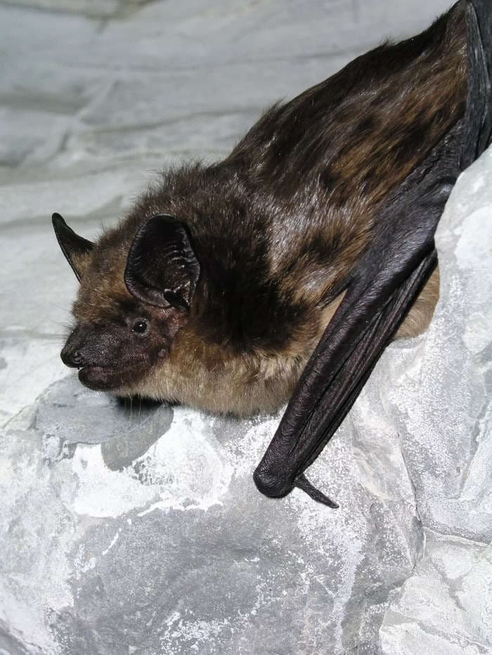 Bats with penises that measure over 20% of their body length don't make babies like any other mammals, according to a new study
