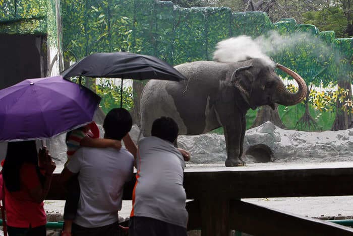 World's 'saddest' elephant dies after more than 40 years alone in a concrete pen at Manila Zoo