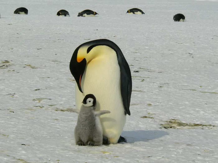 Penguins employ thousands of microsleeps to achieve 11 hours' slumber daily!