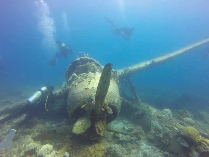 Shipwrecks are now protecting sea turtles, dolphins and other crucial marine creatures from bottom-towed fishing