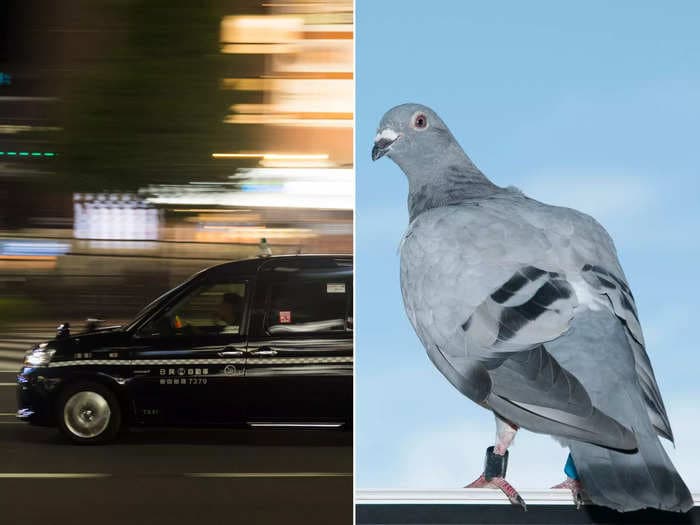 A taxi driver in Tokyo was arrested after being accused of running over a pigeon