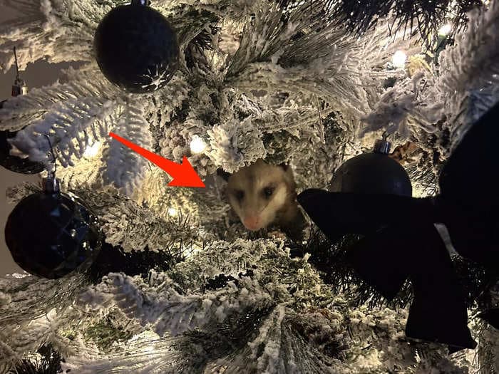 A woman discovered a wild possum hanging out in her Christmas tree after hearing it 'sneeze' while she was home alone