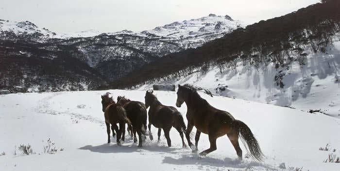 Australia says it's going to shoot wild horses from helicopters in a bid to cull 14,000 of them