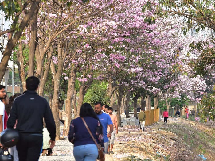 Could BBMP’s new climate action plan for Bengaluru restore India's ‘Garden City’ to its former glory?