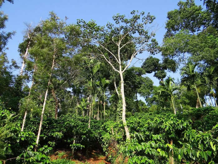 Southeast Asian forests may be more resilient to climate change that we thought, new study offers hope