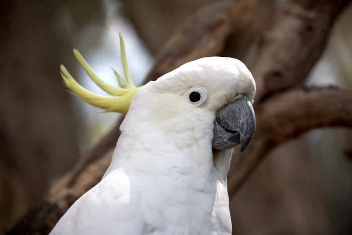 Cockatoos dip their crackers in water like cookies in milk, according to a study that shows the parrots are surprisingly picky about texture