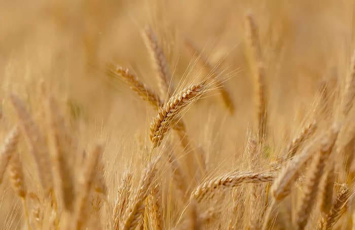 India's wheat output may touch new record FY24 provided normal temperature