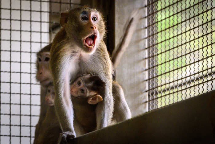 A biomed company wanted to house 43,000 monkeys near Houston. The neighbors were not happy.