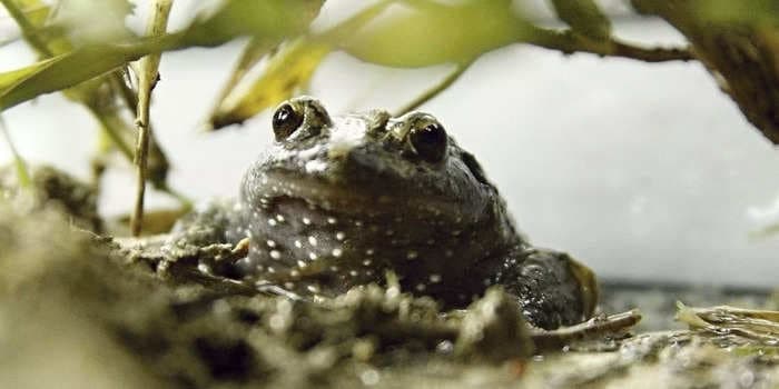 The $34 trillion mountain of national debt is a 'boiling frog' situation for the US economy, JPMorgan warns