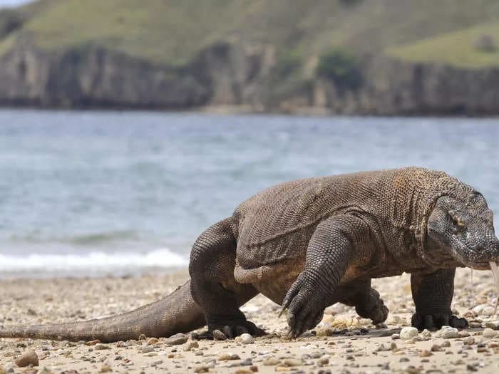 There are an estimated 3,400 Komodo dragons left in the wild, living on 5 islands dubbed Indonesia's 'Jurassic Park'