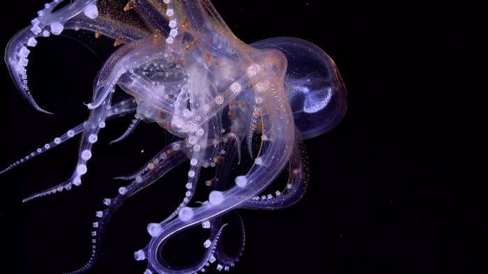 Scientists captured a stunning photo of two glass octopuses intertwined. They might be having deep-sea sex.