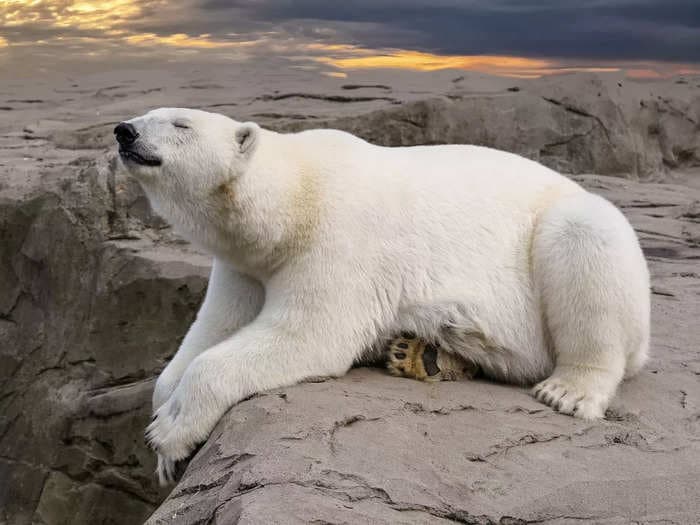Pecking disorder: Polar bears are shrinking, while some birds are becoming bigger, all thanks to climate change